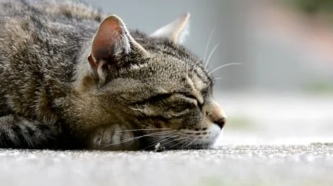 Striped cat lying on the garden Stock Footage 65397158
