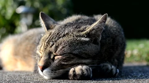 Striped cat lying on the garden Stock Footage 65397161