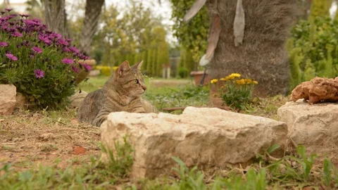 Striped cat lying on the garden	 스톡 동영상 89528275