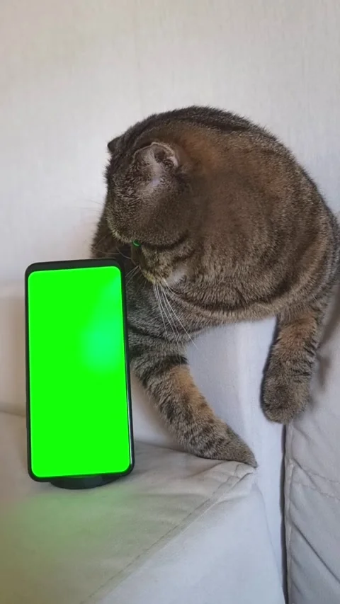 A striped cat is lying on a light sofa, with a smartphone with a green screen Stock Footage 310136692