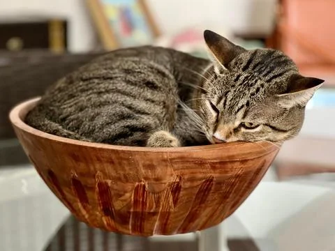 Striped cat lying in a solid wood basket. Fotos de archivo