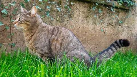 Striped cat peeing in the grass. Stock Photos