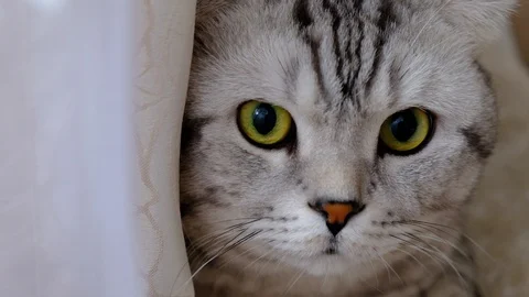 Striped cat peeks out from behind the curtains sitting on the windowsill. Stock Footage 107405574