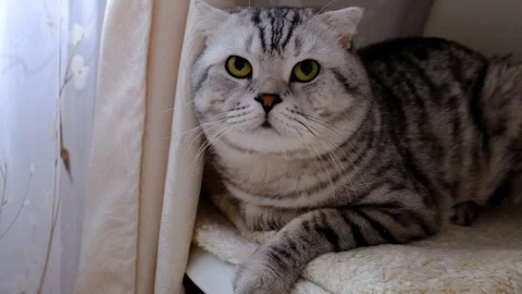 Striped cat peeks out from behind the curtains sitting on the windowsill. Stock Footage 108136661