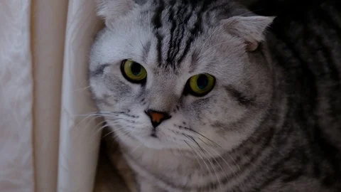 Striped cat peeks out from behind the curtains sitting on the windowsill. Stock Footage 108136664