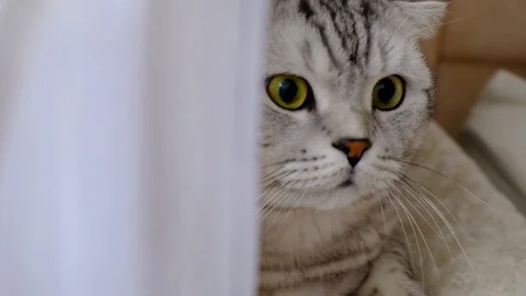 Striped cat peeks out from behind the curtains sitting on the windowsill. Stock Footage 108136792