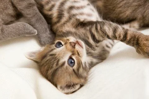 Striped cat Stock Photos