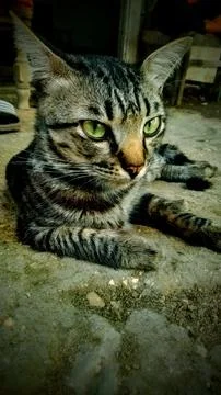 Striped cat Stock Photos