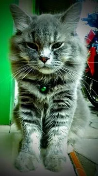 Striped cat Stock Photos