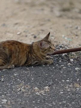Striped cat 库存照片