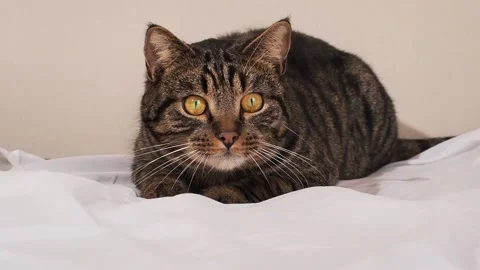 Striped cat playing .Funny pets Stock Footage 221852806
