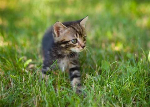 Striped cat playing in the grass Stock Photos