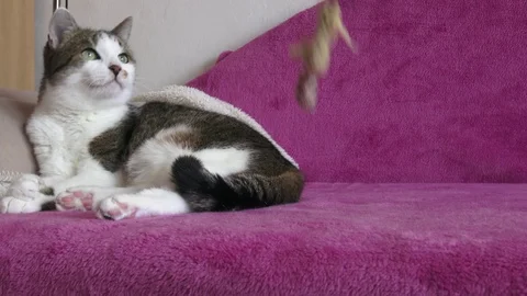 Striped cat playing with a plush mouse Stock Footage 90224226