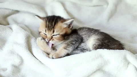 The striped cat is resting Stock Footage 219351901