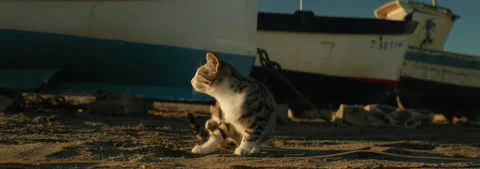 Striped cat scratching itself on sandy beach at sunset, anamorphic, slow-mo Video stock 304154801