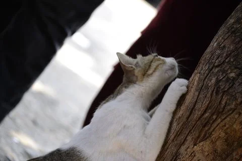 Striped cat sharpening her nails on a tree trunk Stock Photos
