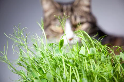 Striped cat sits and eats at the green seedlings. The cat eats green grass Stock Photos