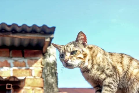 A striped cat sits on a wall with the sky in the background. Stock Photos