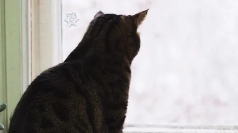 A striped cat sits by the window. Stock Footage 170104604