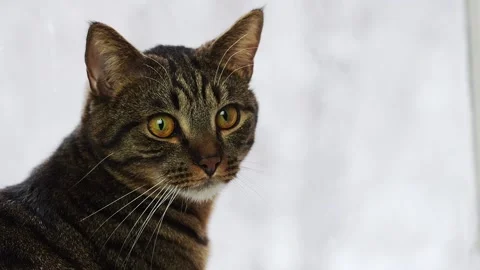 A striped cat sits by the window. Stock Footage 170104606