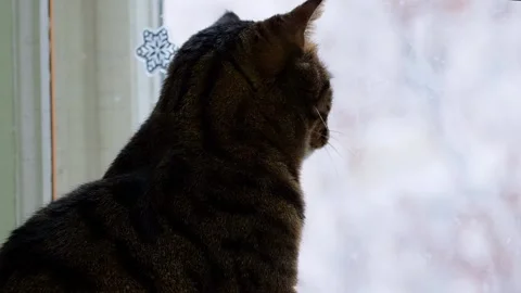 A striped cat sits by the window. Stock Footage 170104611