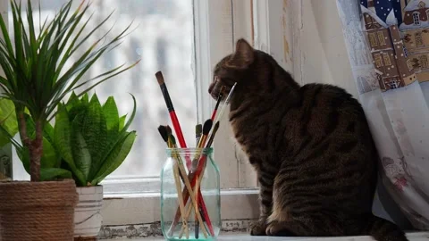 A striped cat sits on the windowsill and looks out the window. Stock Footage 229376447