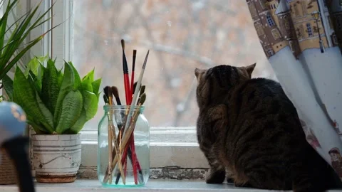 A striped cat sits on the windowsill and looks out the window. Stock Footage 229376501