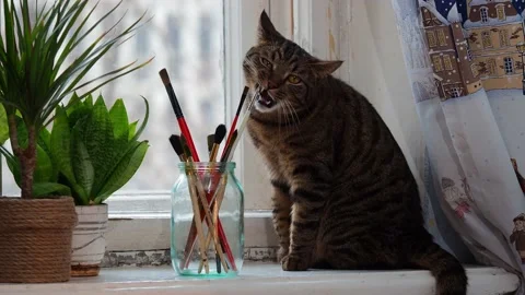 The striped cat sits on the windowsill and sniffs paint brushes. Stock Footage 229376525