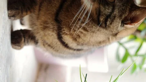 The striped cat sits on the windowsill and looks out the window. Stock Footage 229776672