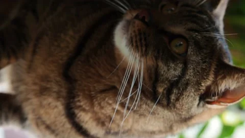 The striped cat sits on the windowsill and looks out the window. Stock Footage 229776676