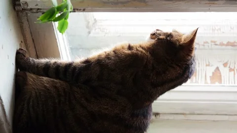 The striped cat sits on the windowsill and looks out the window. Stock Footage 229776695