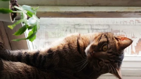 The striped cat sits on the windowsill and looks out the window. Stock Footage 229776711