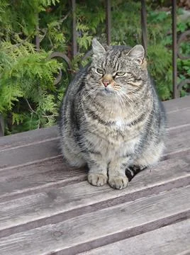 Striped cat sits on a wooden bench, selective focus Stock Photos