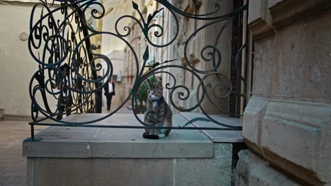 Striped cat sitting behind decorative iron gate in narrow alley Stock Footage 338244519