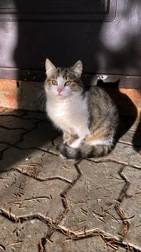 Striped cat is sitting Stock Photos