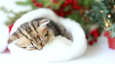 The striped cat is sleeping Video stock 219351662