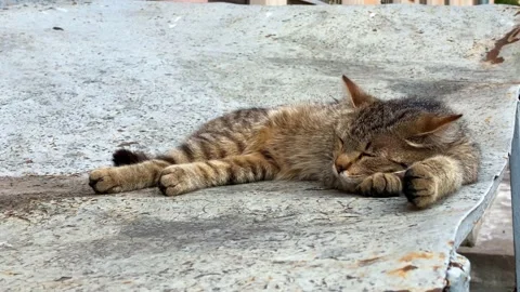 Striped cat sleeps on concrete panel outdoor closeup Video stock 204201786