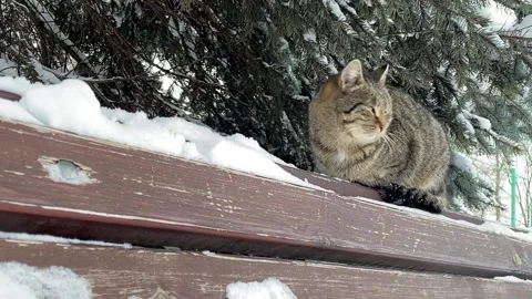 Striped cat on a snow-covered bench in a winter park. Homeless cat Video stock 168933359