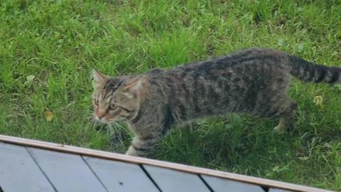 A striped cat stands on the grass in front of the window and looks around Stock Footage 220722344