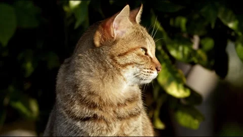 Striped Cat tilt up, on sunset time 03 Stock Footage 249255947