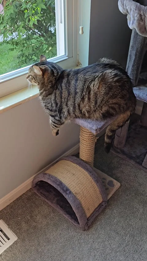 Striped cat on top of scratching post platform looking out window vertical video Stock Footage 335602181