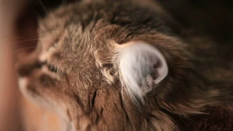 The striped cat turns its head and looks into the camera. Stock Footage 91429253