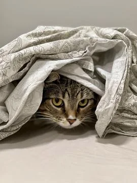 Striped cat under the sheets Fotos de archivo