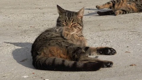 Striped cat washes Stock Footage 76006196
