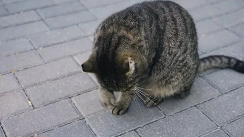 Striped cat washes sitting on the sidewalk of the city Stock Footage 253217331