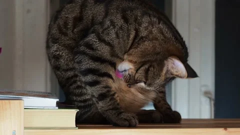 Striped cat washing up . Stock Footage 227340340