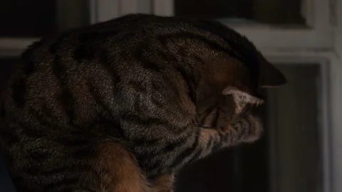Striped cat washing up . Stock Footage 227340344