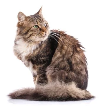 Striped cat on a white background. Stock Photos