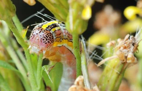 Striped caterpillar Stock Photos