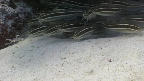 Striped catfish cluster deep in egyptian Red Sea coral reef Stock Footage 312003933
